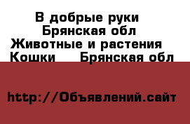 В добрые руки - Брянская обл. Животные и растения » Кошки   . Брянская обл.